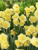 Daffodil 'Yellow Cheerfulness'