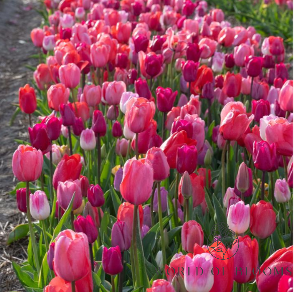 Tulip 'Pink/Mélange Mix'