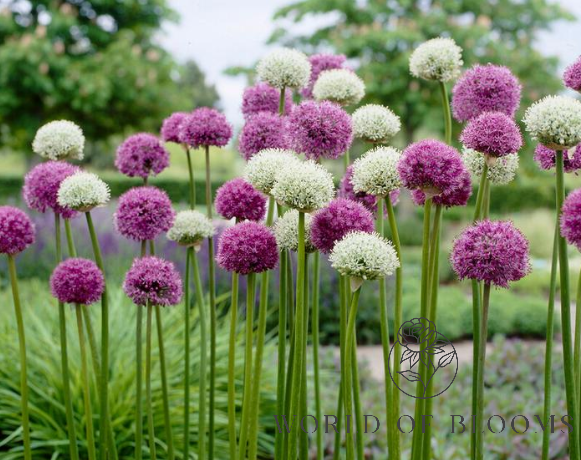 'Gladiator' and 'Mount Everest' Allium Mix