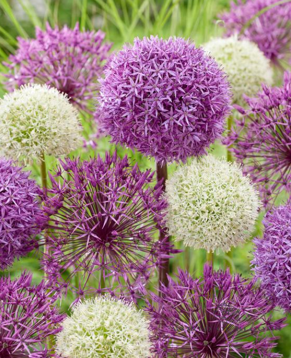 'Gladiator' and 'Mount Everest' Allium Mix