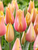 Tulip 'Blushing Lady'