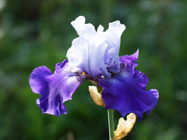 ‘Best Bet’ Bearded Iris