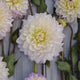 Dahlia Decorative 'Masterclass'