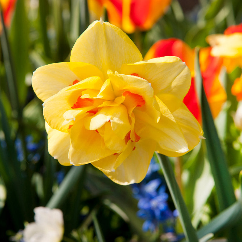 Daffodil Double 'Tahiti'