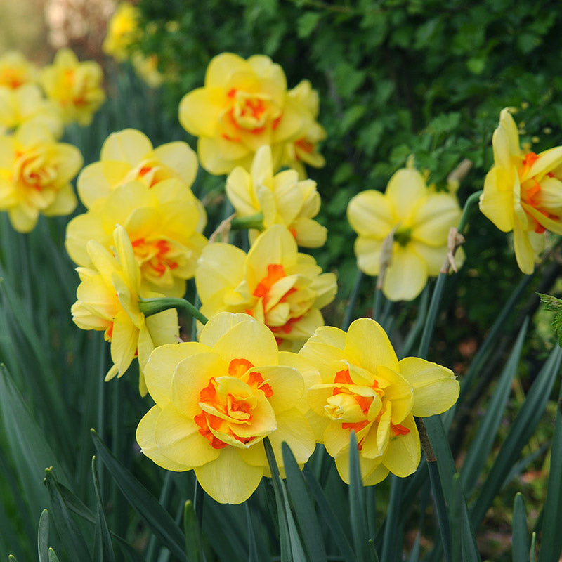 Daffodil Double 'Tahiti'