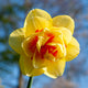 Daffodil Double 'Tahiti'