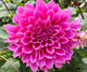 Dahlia Dinnerplate 'Emory Paul'