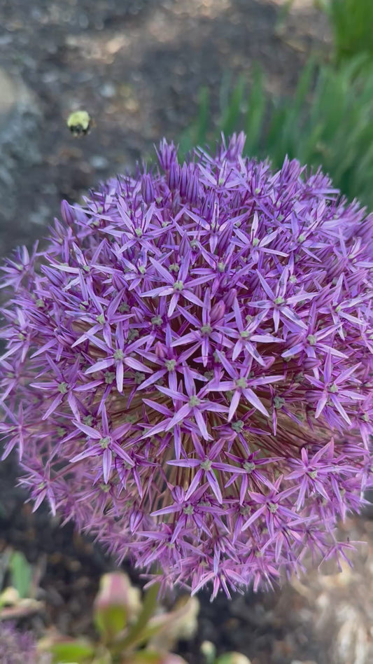 Giant 'Globemaster' Allium