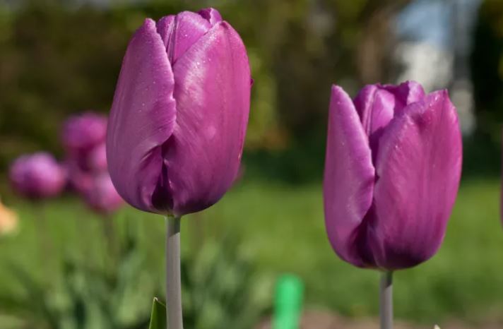 Tulip 'Purple Prince'