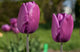 Tulip 'Purple Prince'