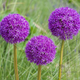 'Purple Sensation' Allium