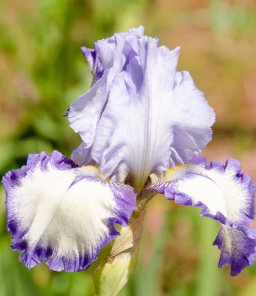 Bearded Iris 'Ring True'