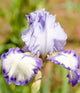 Bearded Iris 'Ring True'
