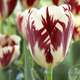 Tulip 'Grand Perfection'