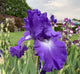 Bearded Iris 'Speeding Again'
