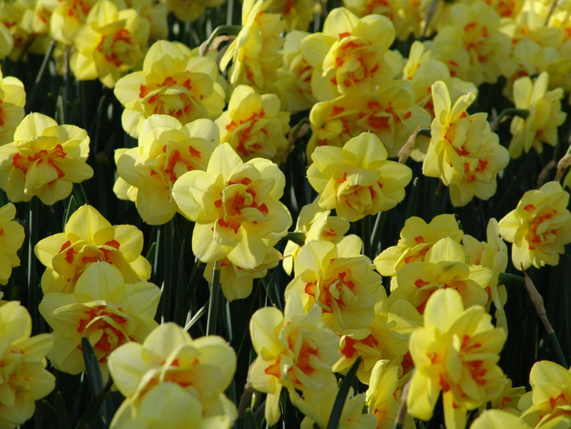 Daffodil Double 'Tahiti'