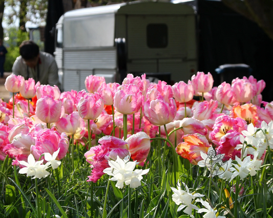 Tulip Parrot 'Apricot'