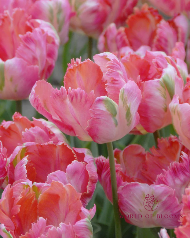 Tulip Parrot 'Apricot'