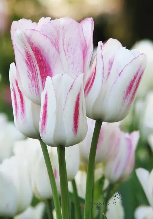 Tulip Bunch Flower 'Candy Club'