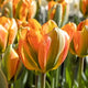 Tulip Double Late 'Orange Marmalade'