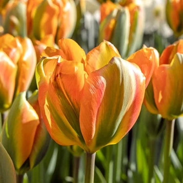 Tulip Double Late 'Orange Marmalade'