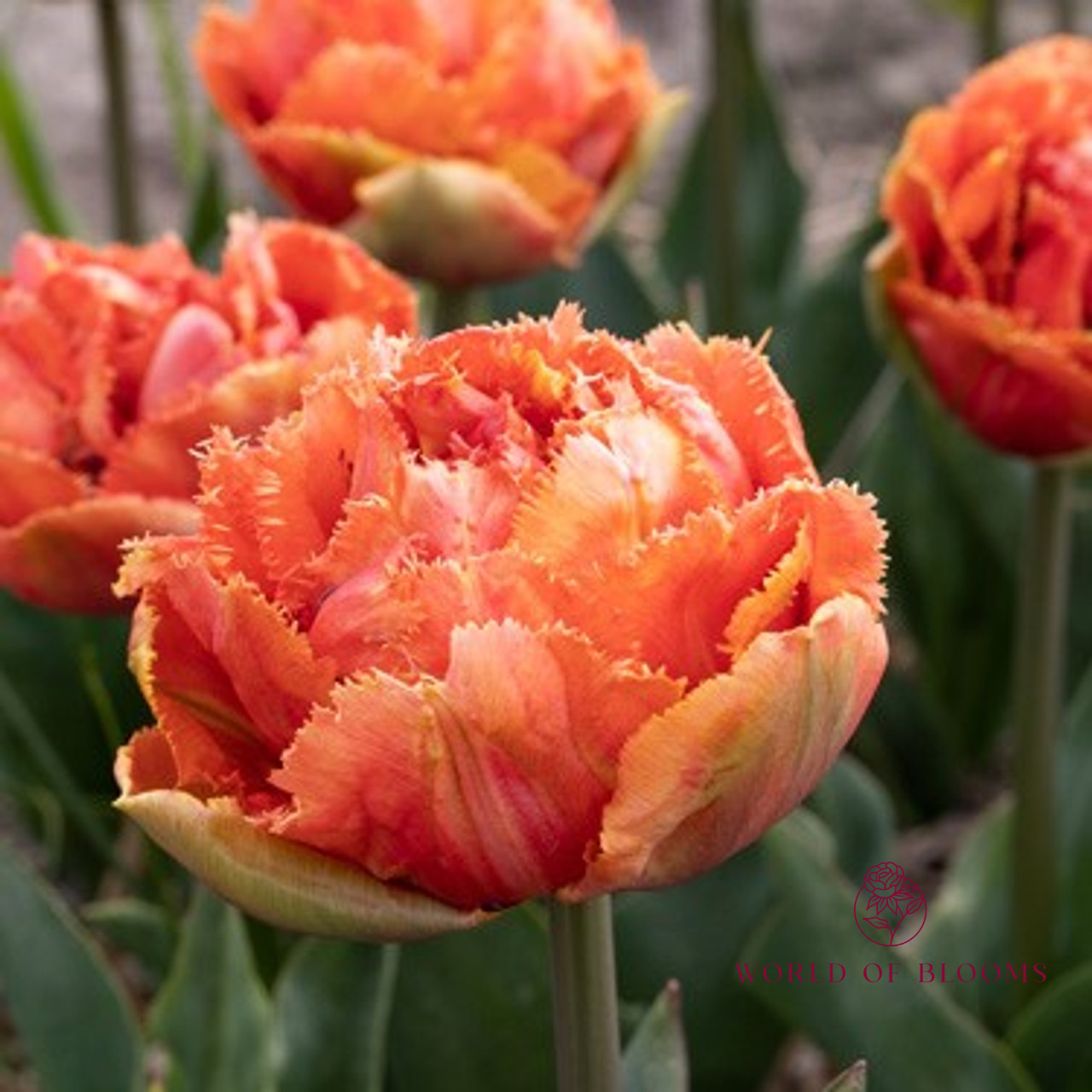 Tulip Fringed Double 'Brisbane'