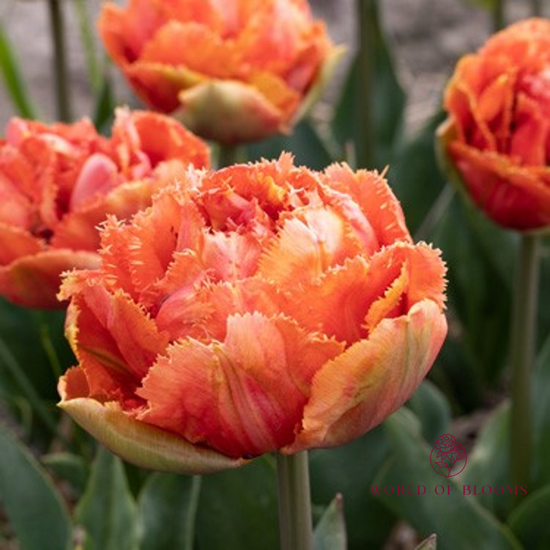 Tulip Fringed Double 'Brisbane'