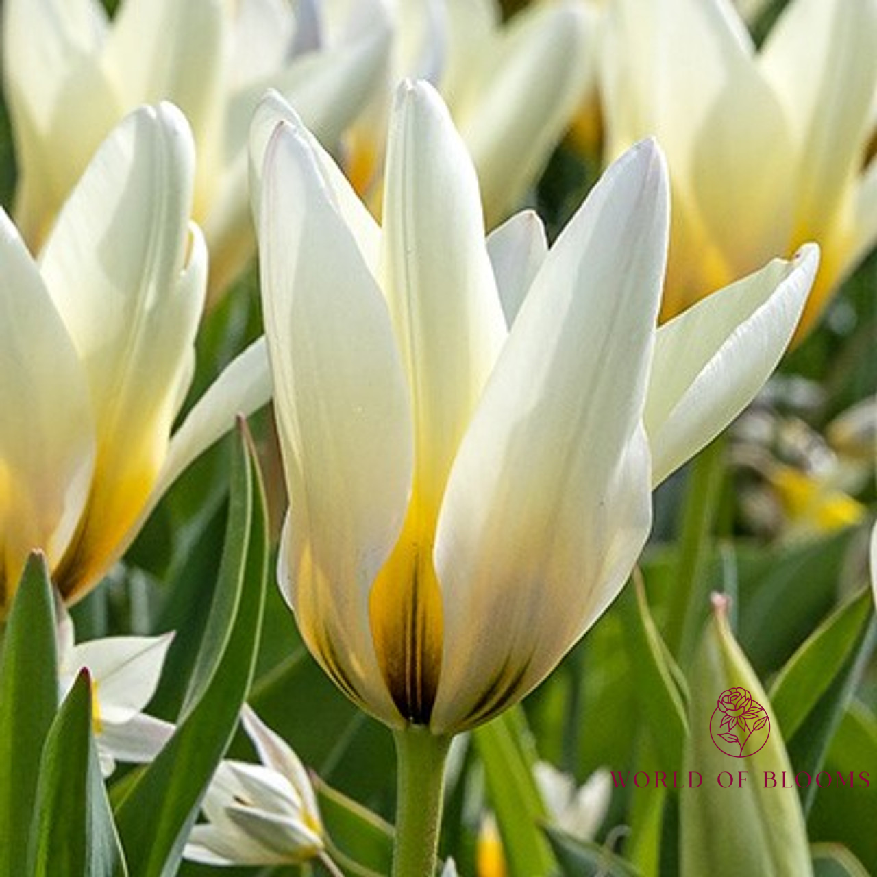 Tulip Greigii 'Concerto'