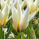 Tulip Greigii 'Concerto'