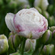 Tulip Double Late 'Double Surprise'