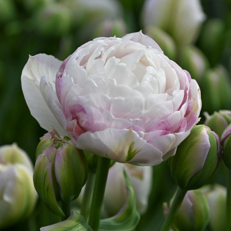 Tulip Double Late 'Double Surprise'