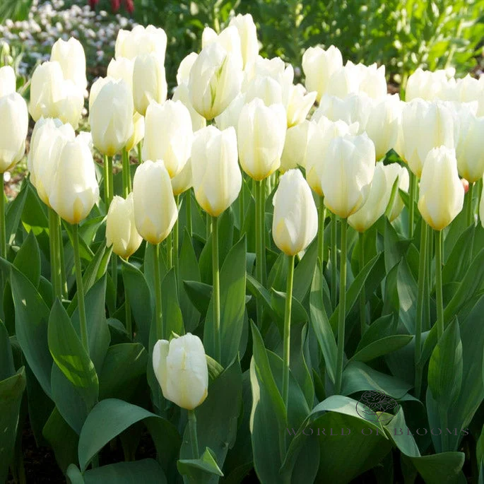 Tulip Fosteriana 'White Emperor'