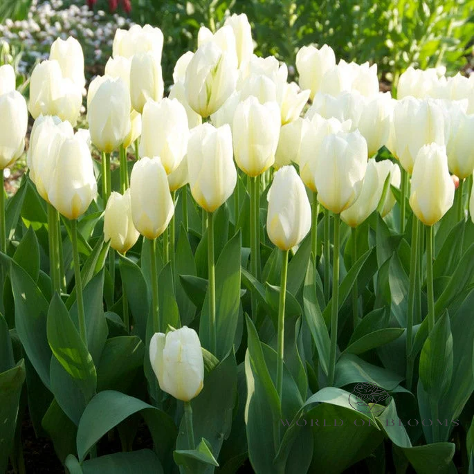 Tulip 'White Emperor'