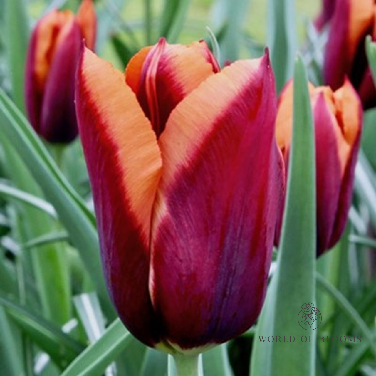 Tulip Triumph 'Slawa'