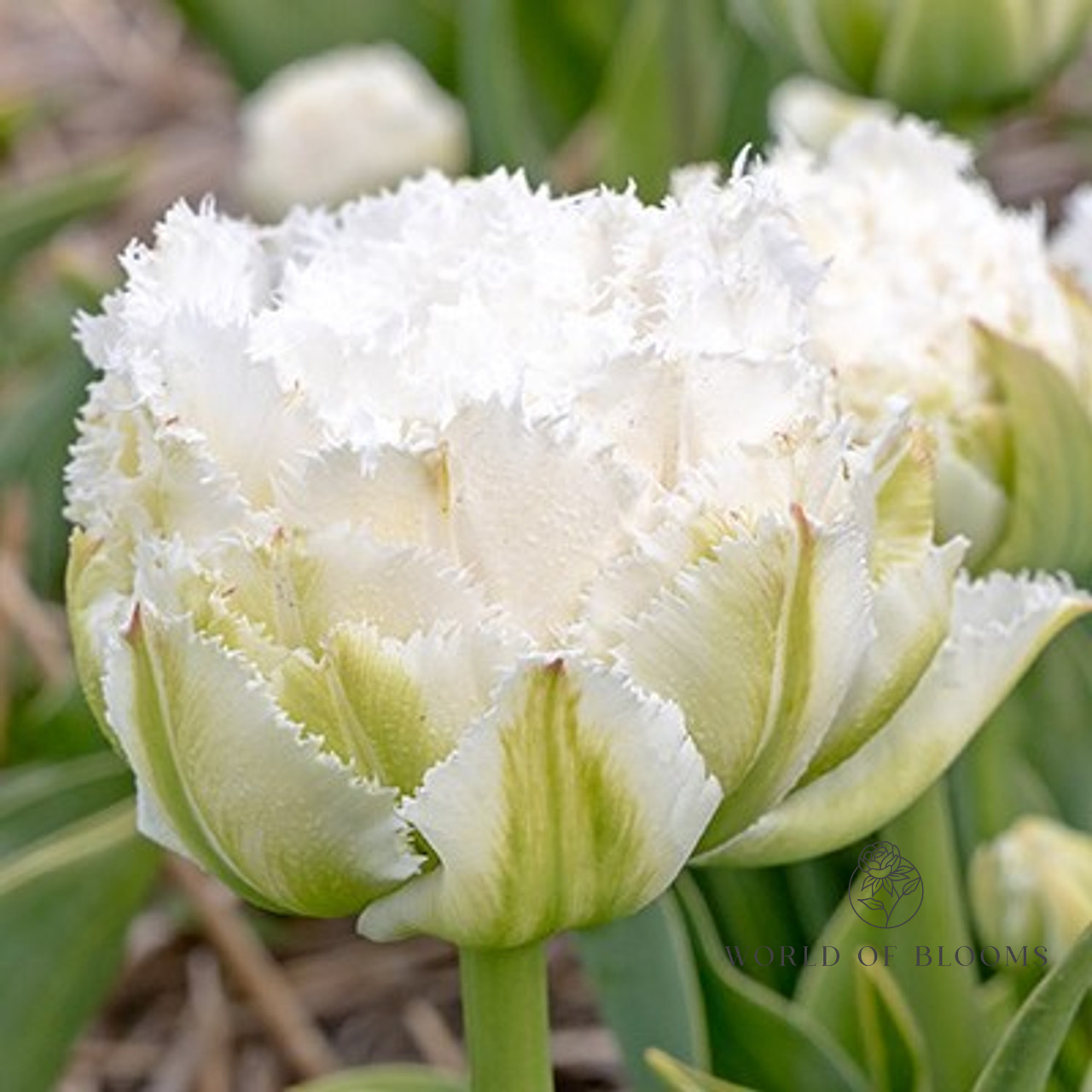 Tulip Fringed Double 'Snow Crystal'