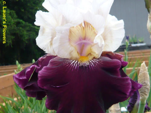 Bearded Iris ‘Twist of Sheree’