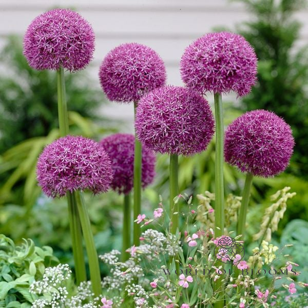 'Pinball Wizard' Allium